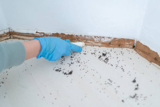 Flea Control Services in Gordon, PA